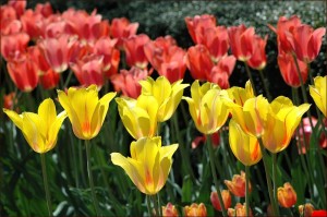 Macy's Flower Show - New York 2011 Macy's Flower Show - New York 2011